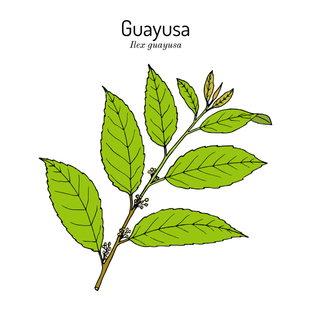 guayusa leaf