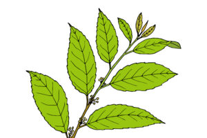 Guayusa Leaf Could Be My New Favorite Energy Stimulant Ingredient